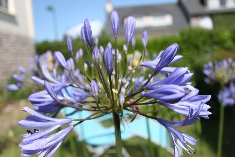 Une belle agapanthe en fleur dans le jardin Agapanthe
